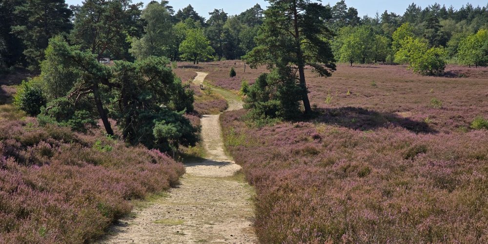 Sandweg durch die blühende Heide mit Kiefern