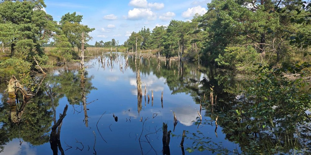 Moorsee mit abgestorbenen Baumstämmen und Kiefern in der Heide