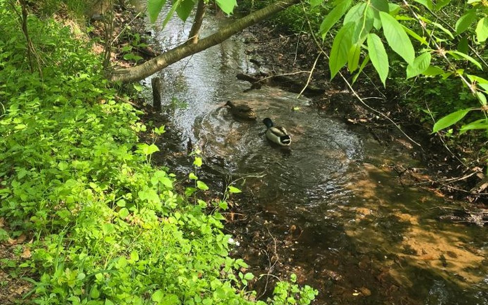 Bachlauf mit Enten unter frischem Grün in der Landwehr