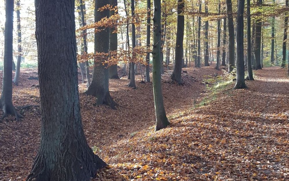 Buchenwald mit Herbstlaub in der Landwehr