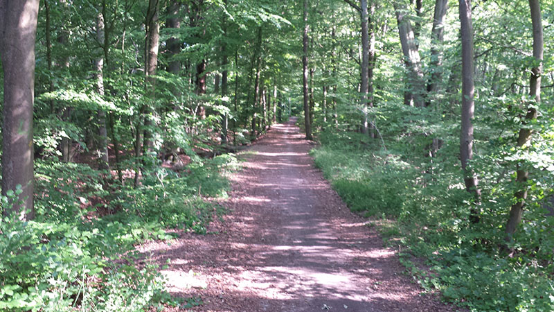Breiter Waldweg im frischen Grün der Landwehr
